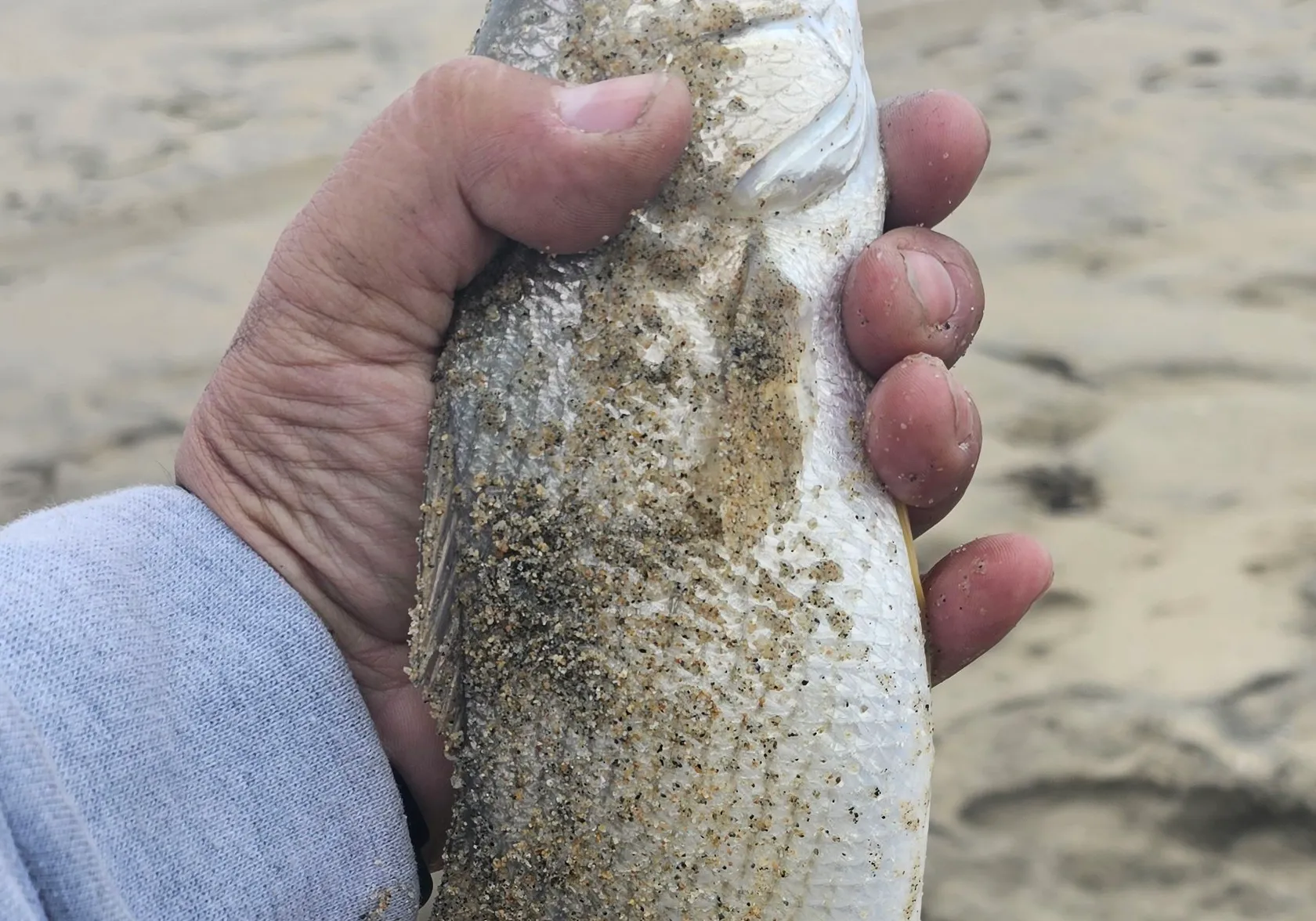 Yellowfin croaker