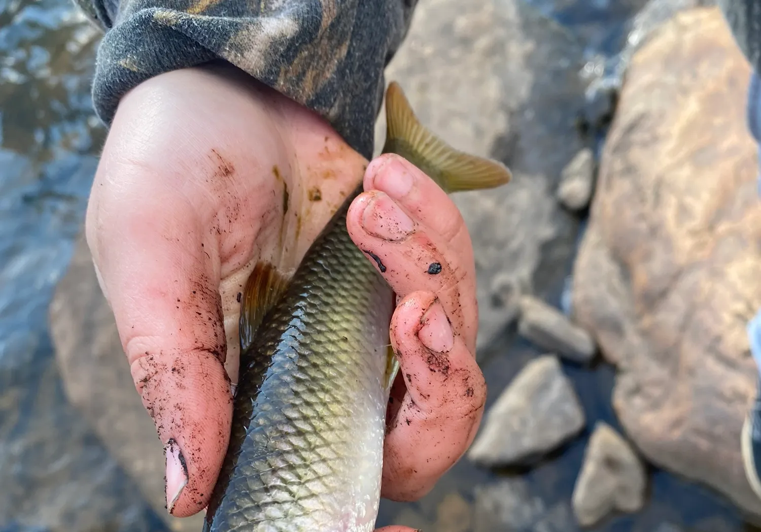 River chub