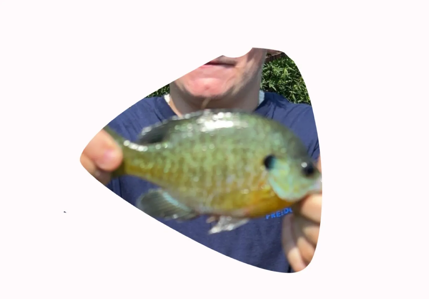 Redbreast sunfish x bluegill