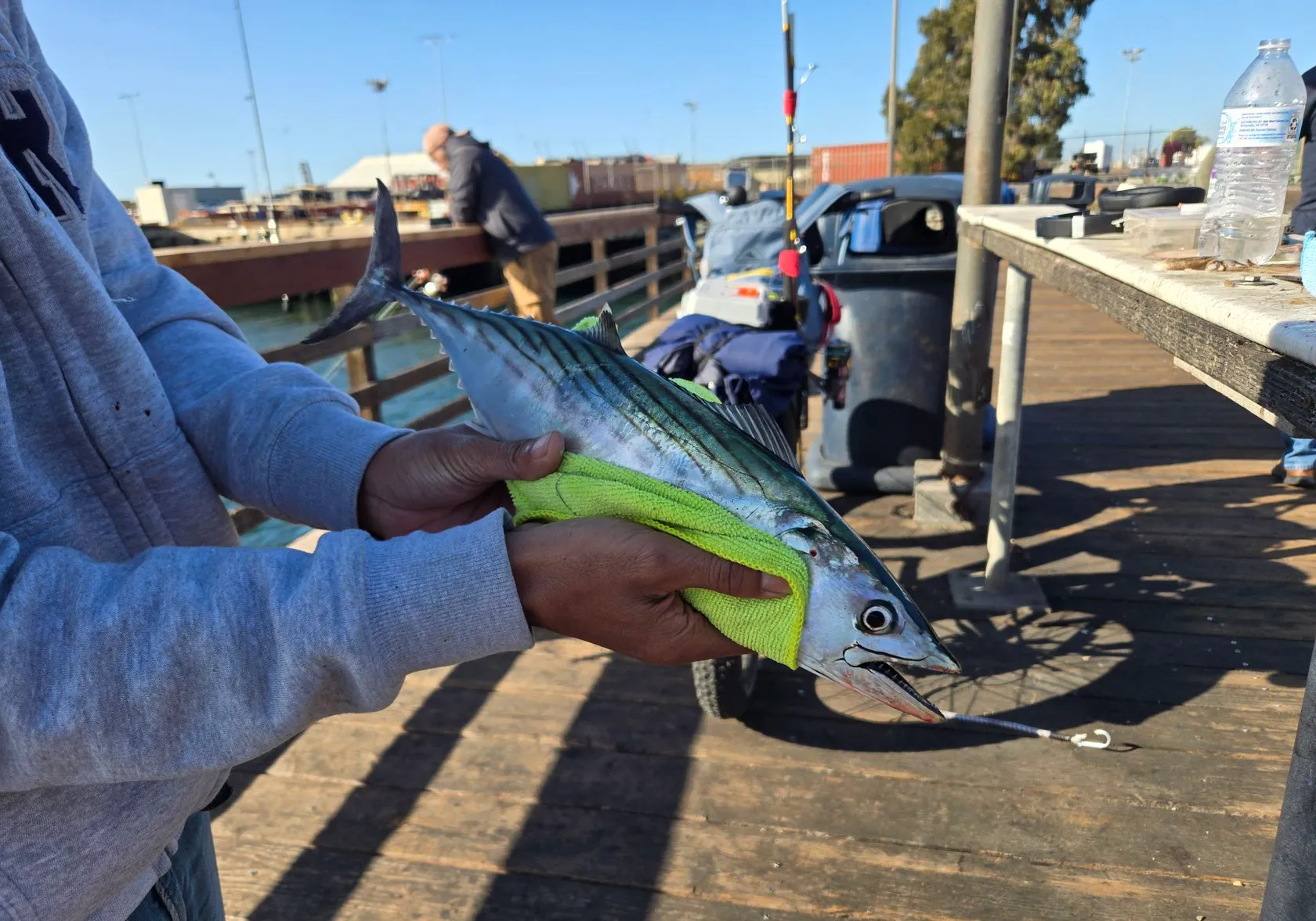 Pacific bonito