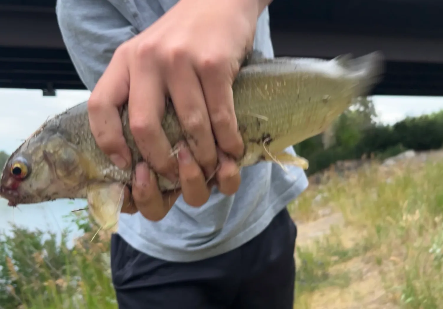 Western creek chubsucker