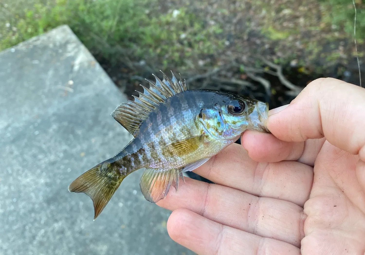 Warmouth x bluegill