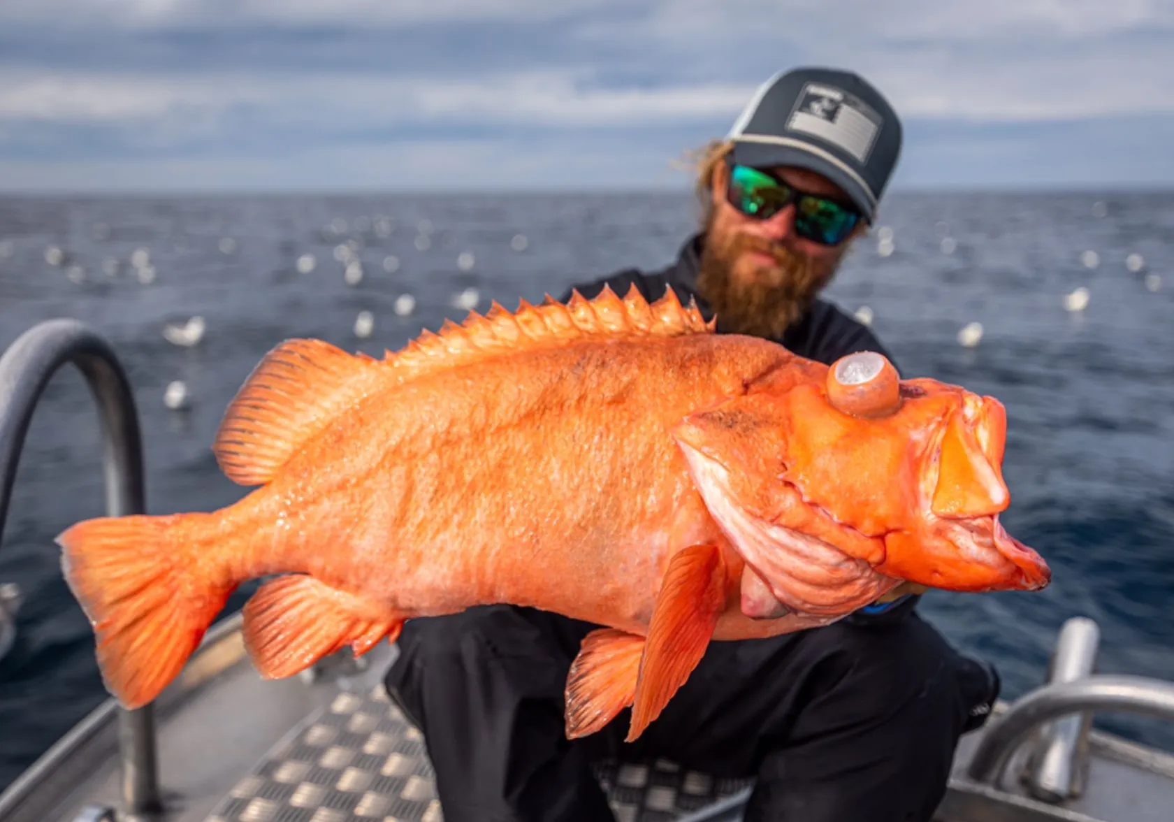 Atlantic ocean perch