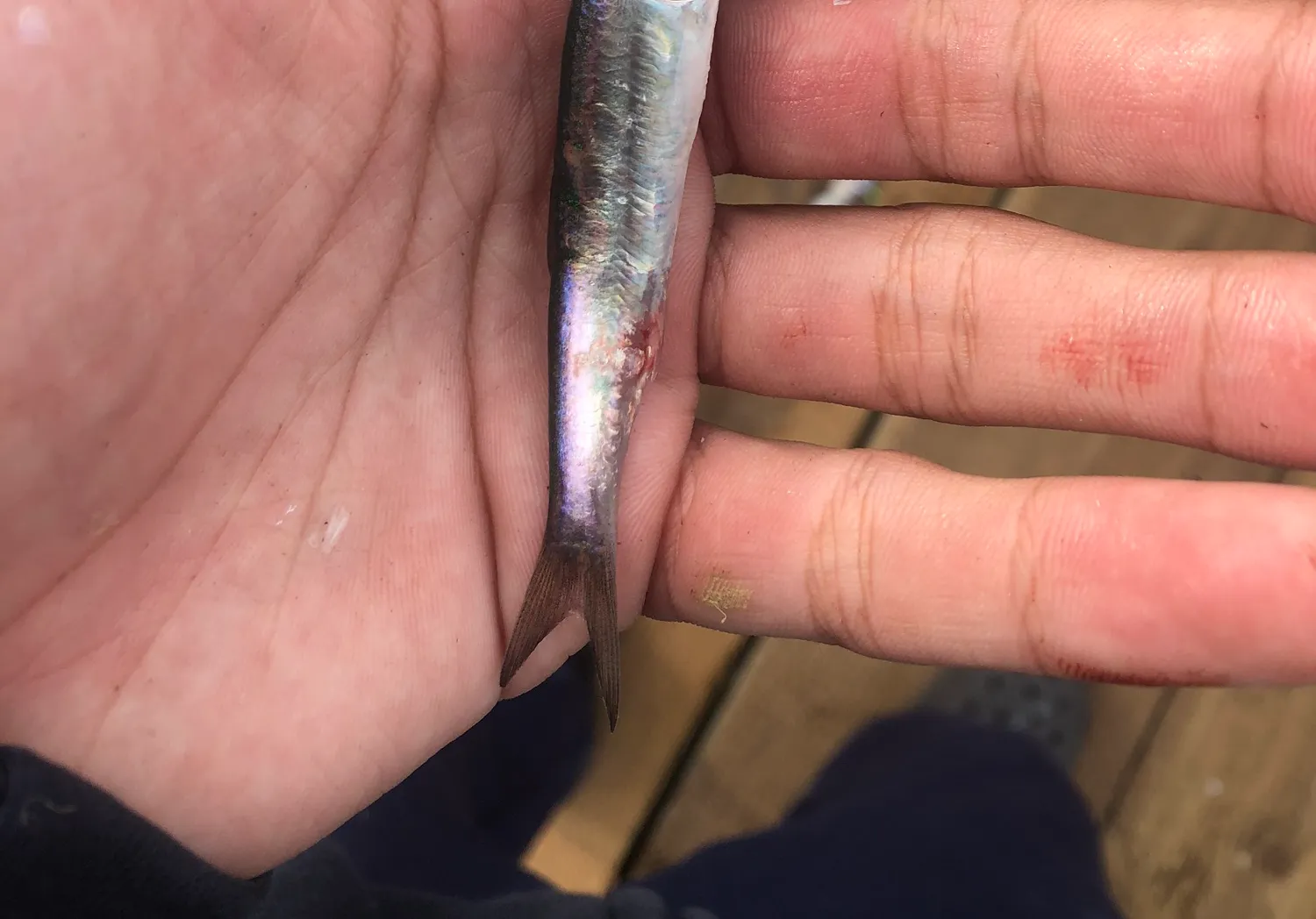 Broad-striped anchovy