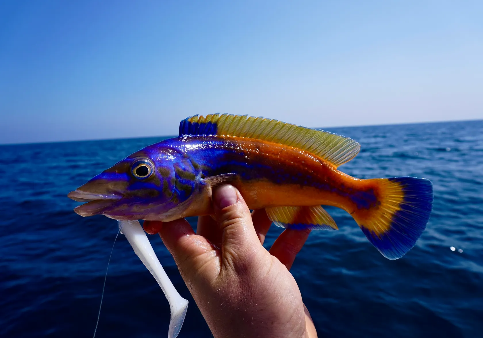 Cuckoo wrasse