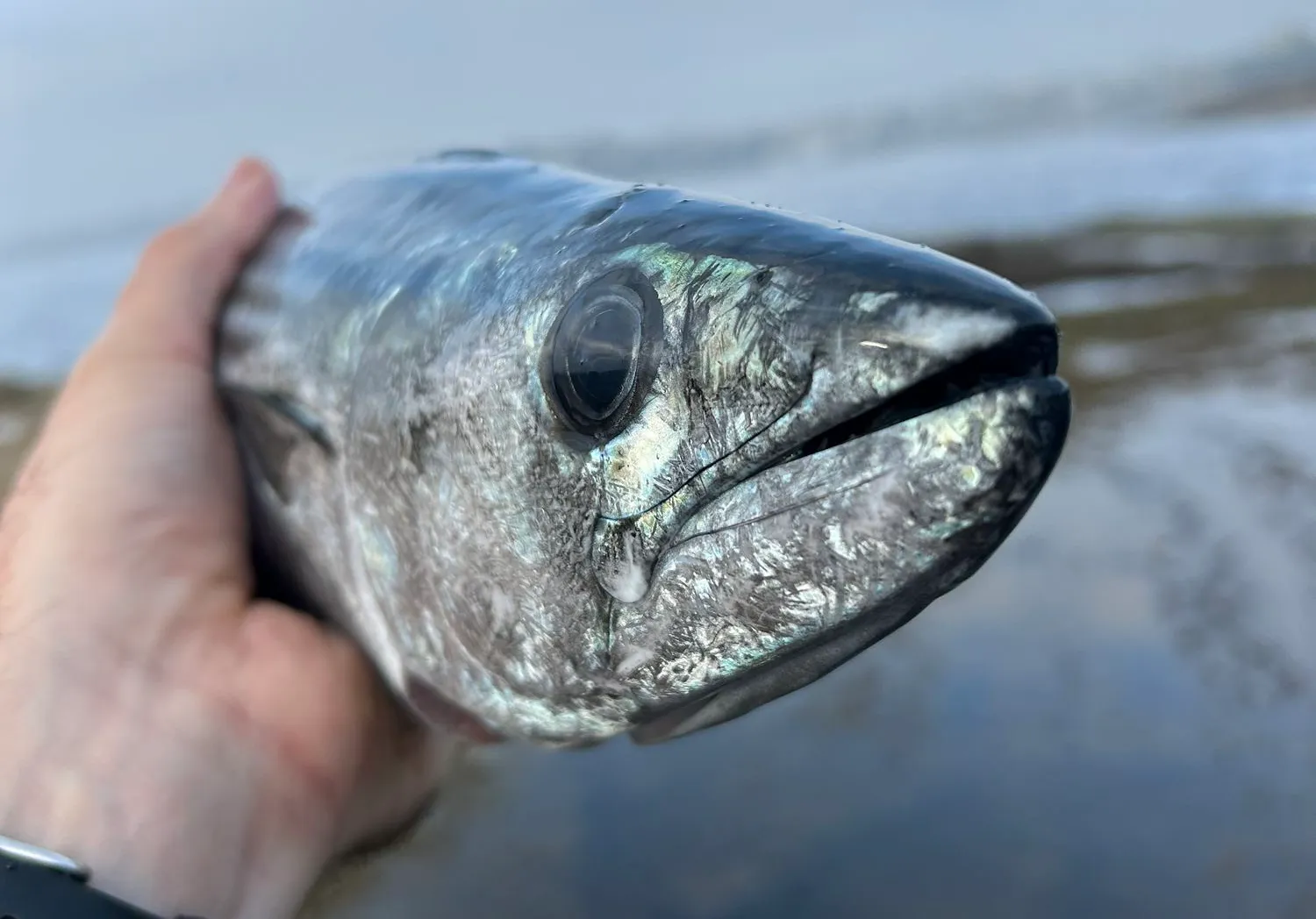 Australian bonito