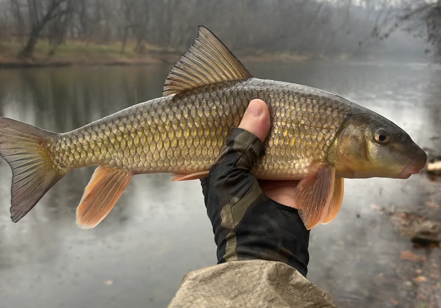 Golden redhorse