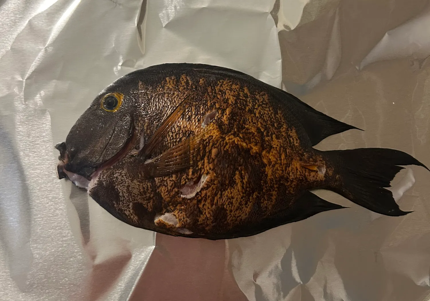 Spotted surgeonfish