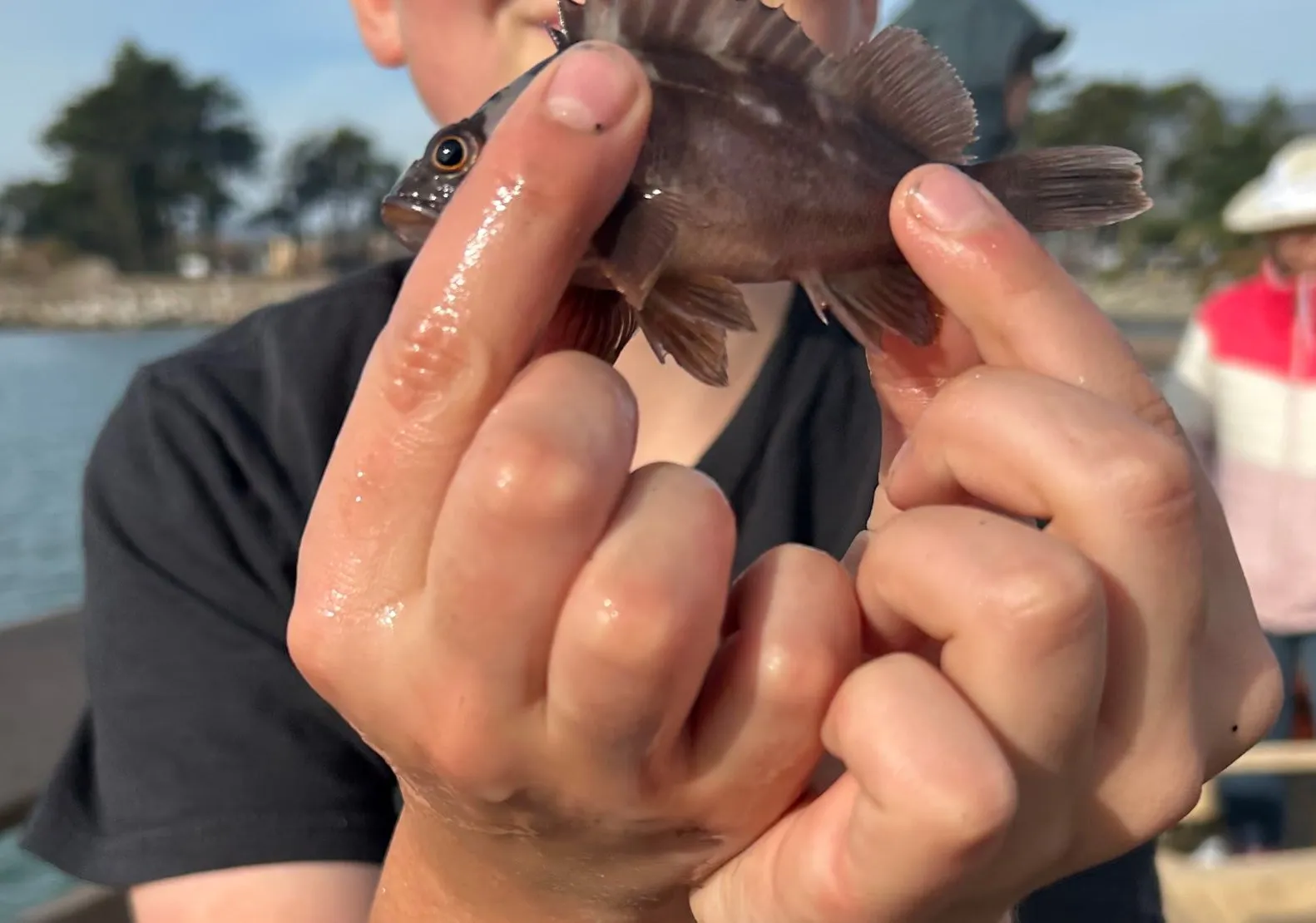 Brown rockfish