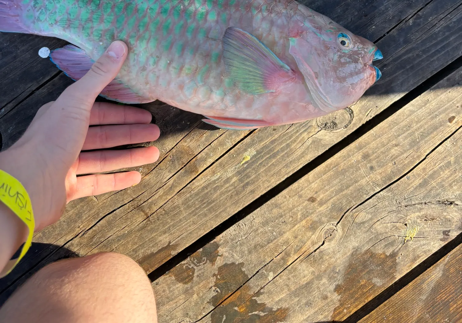 Queen parrotfish