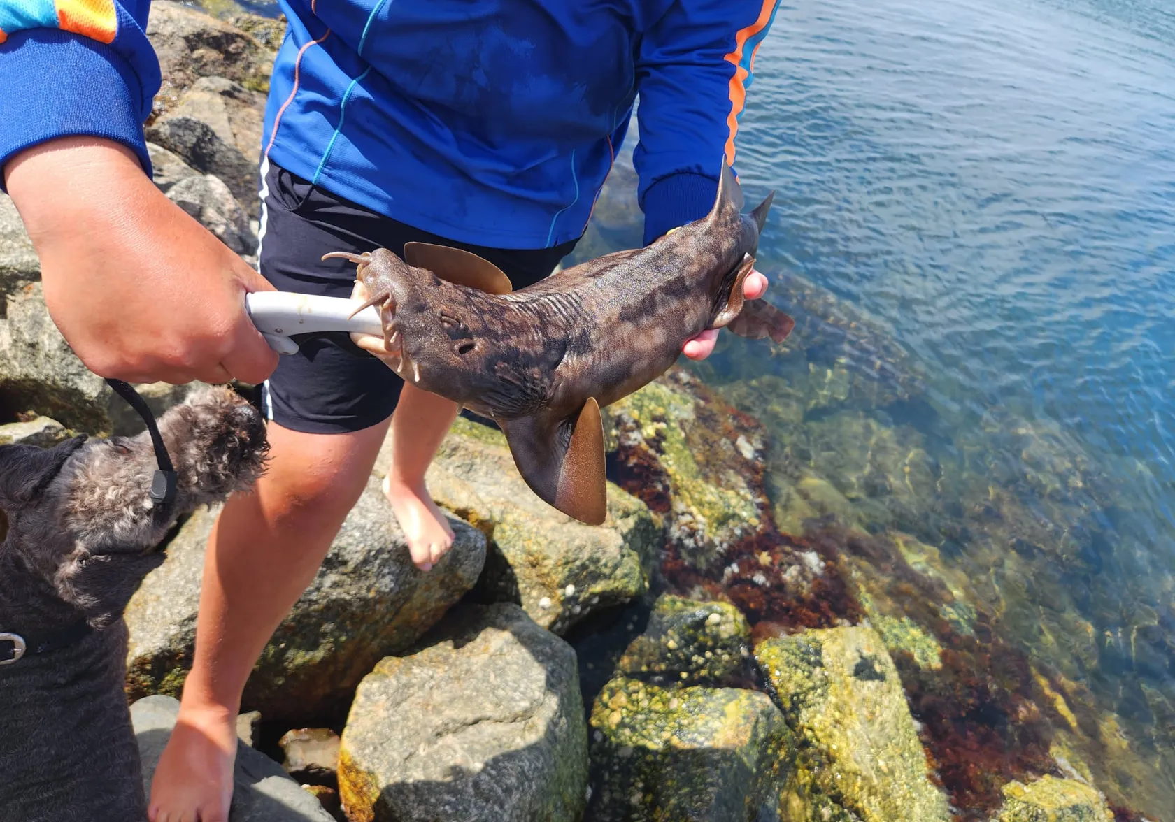 Spotted wobbegong