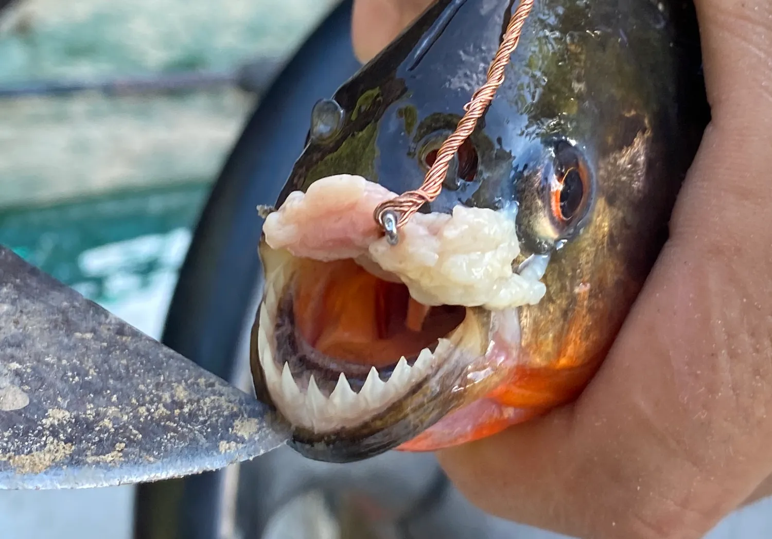 Red-bellied piranha