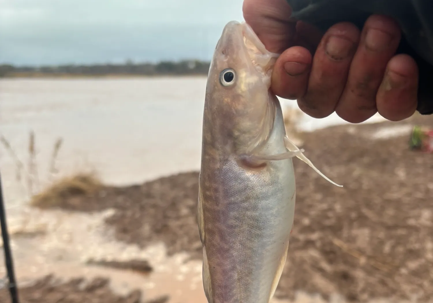 Atlantic tomcod