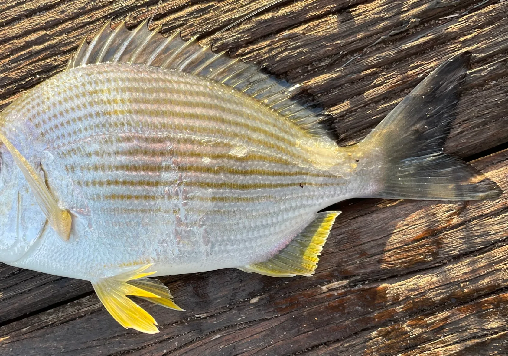 Goldlined seabream