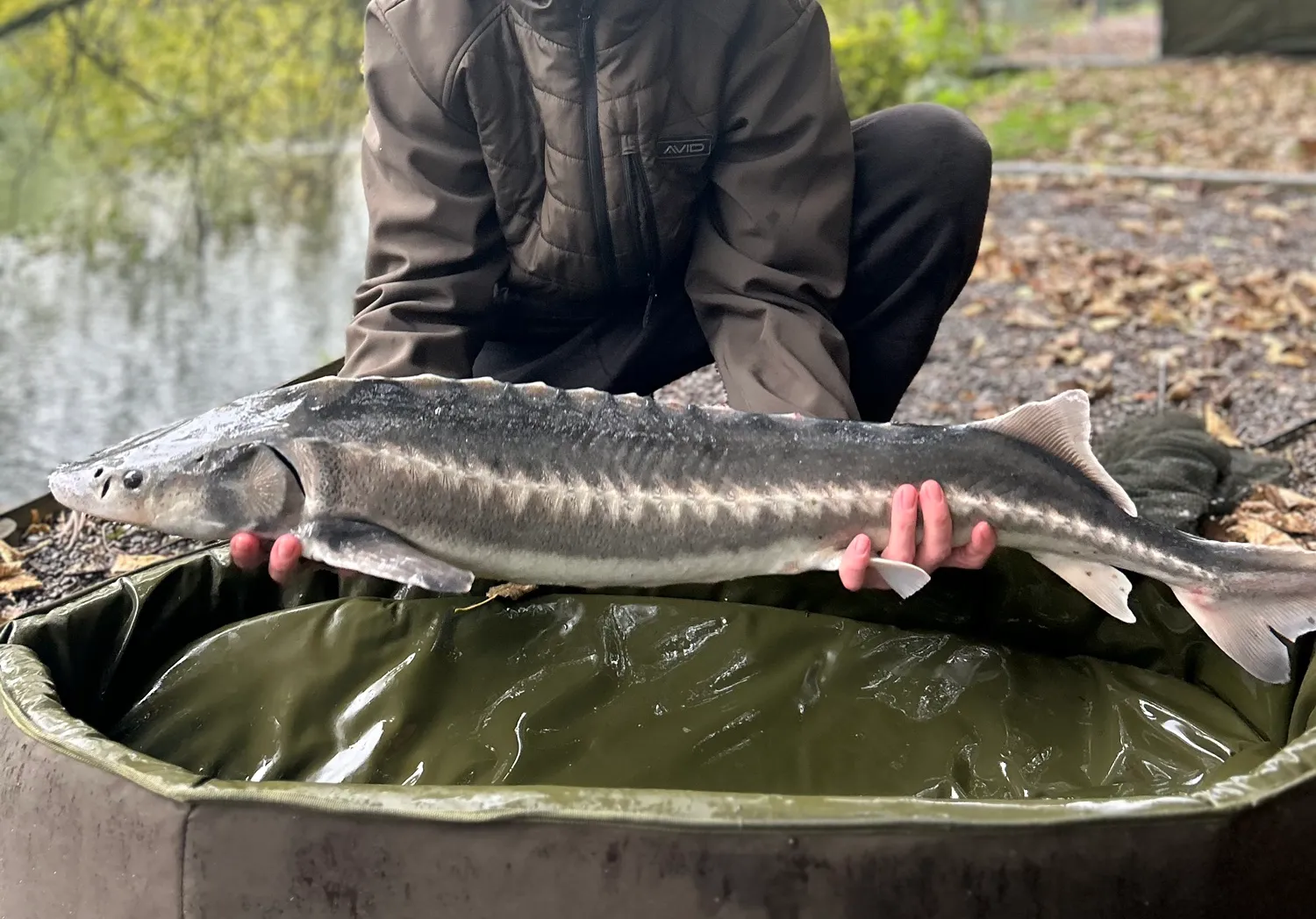 Russian sturgeon