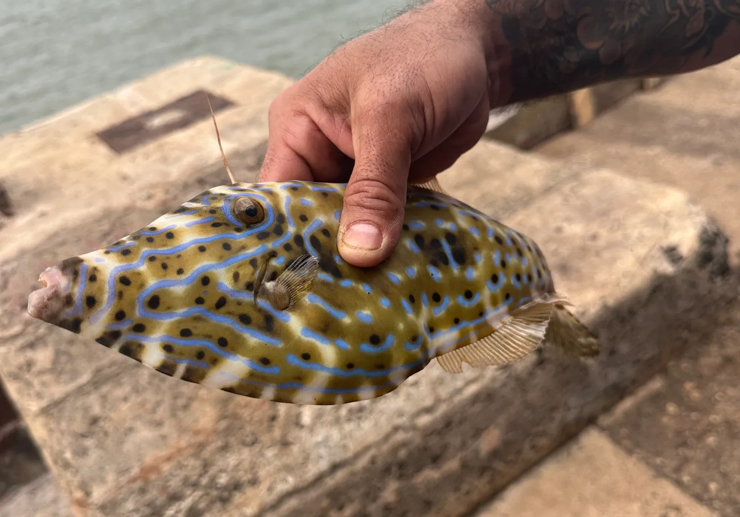 Scrawled filefish