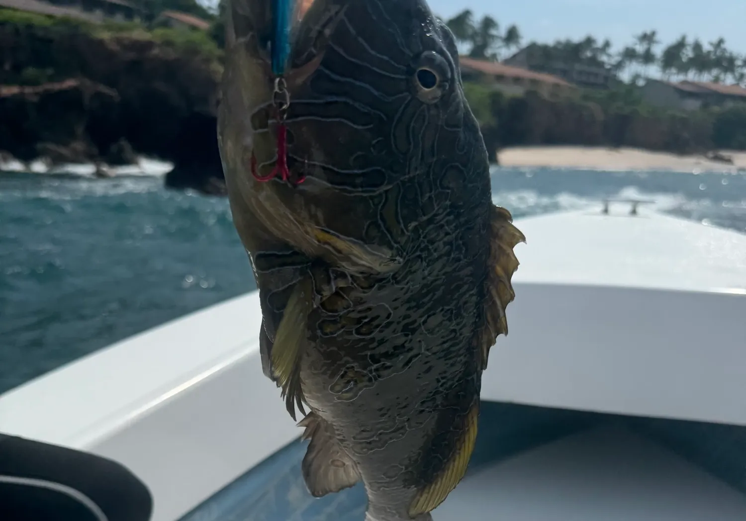 Broomtail grouper