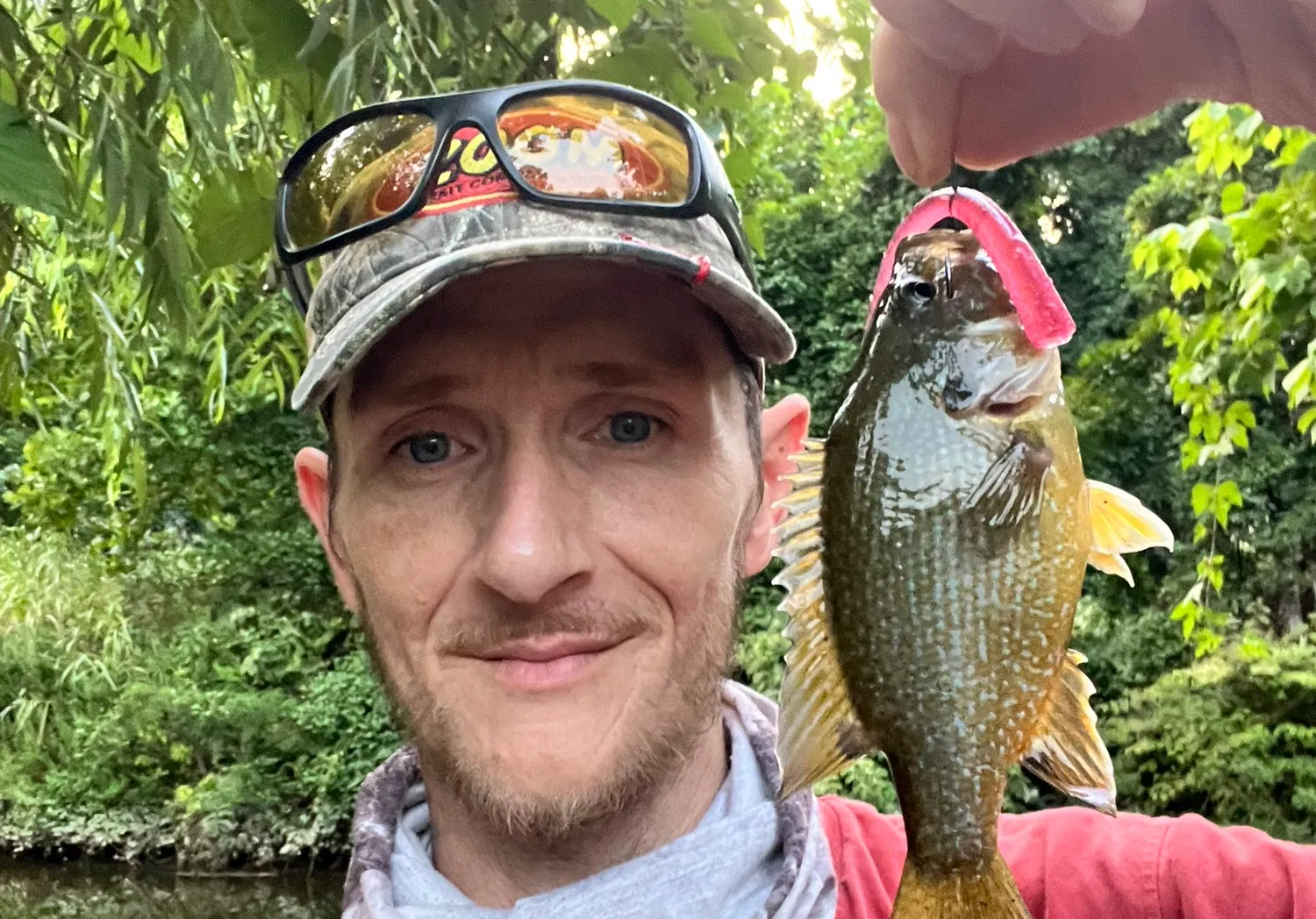 Green sunfish