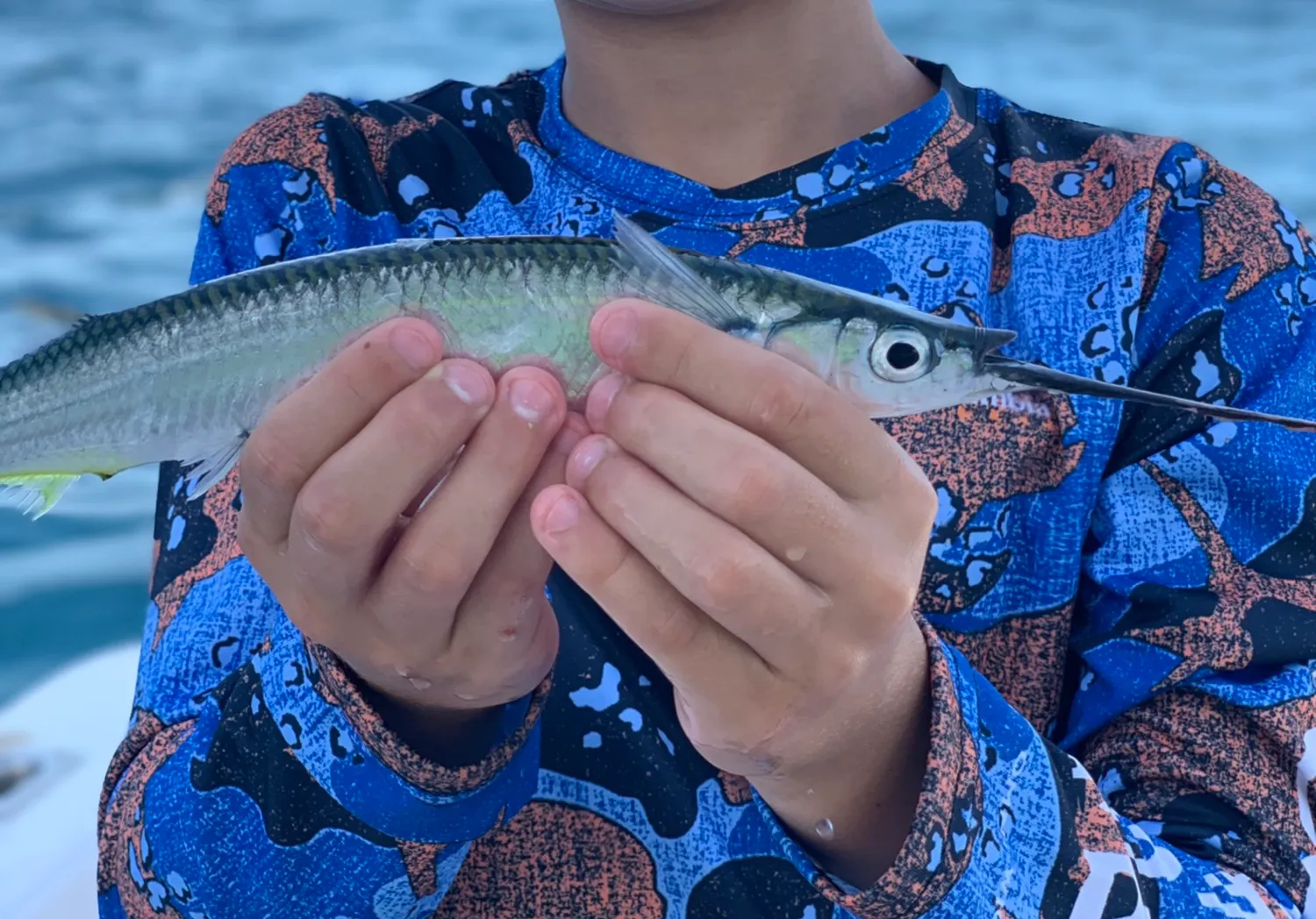 Ballyhoo halfbeak