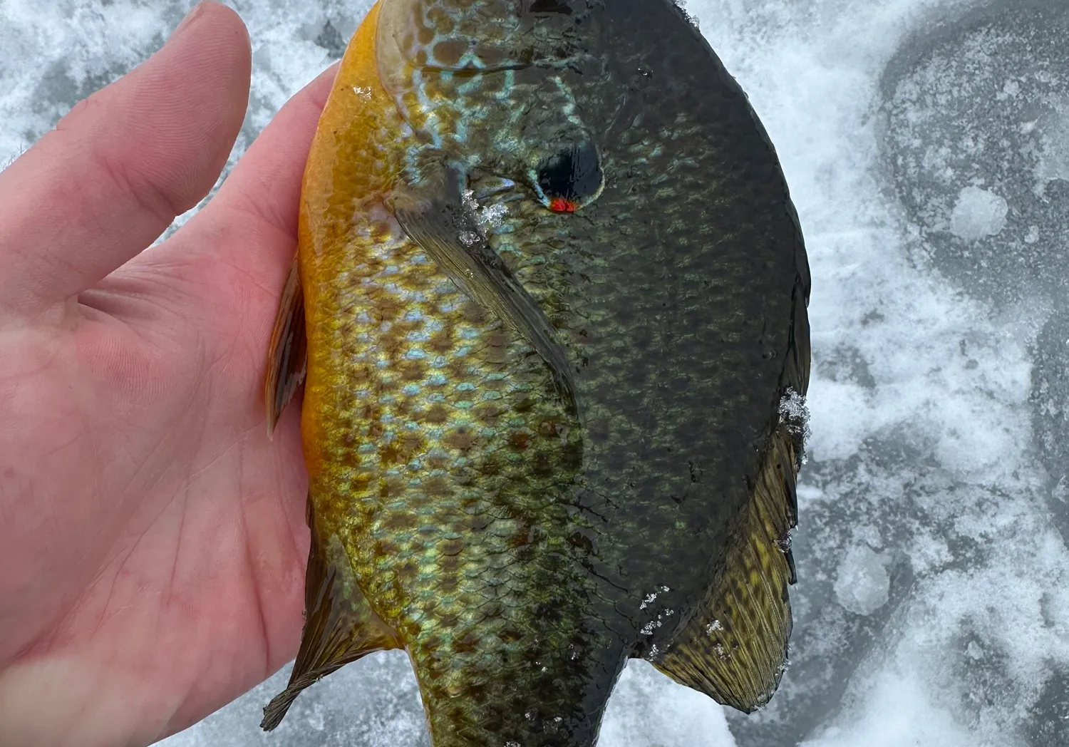 Pumpkinseed