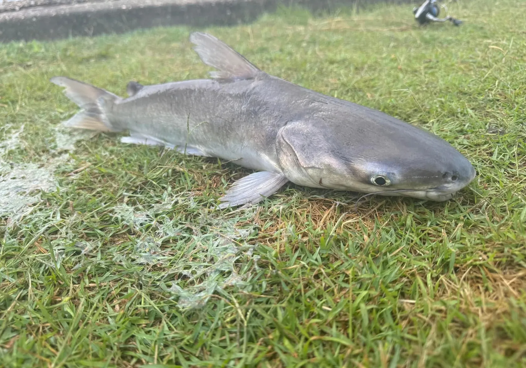 Blue salmon catfish