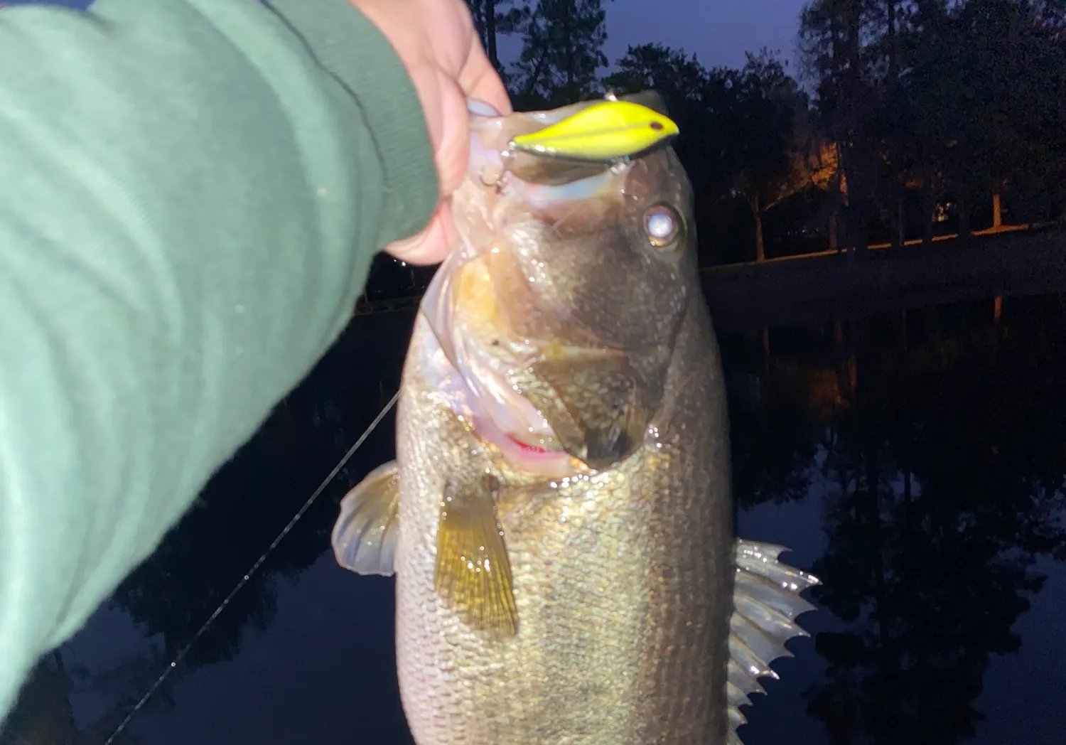 Florida bass