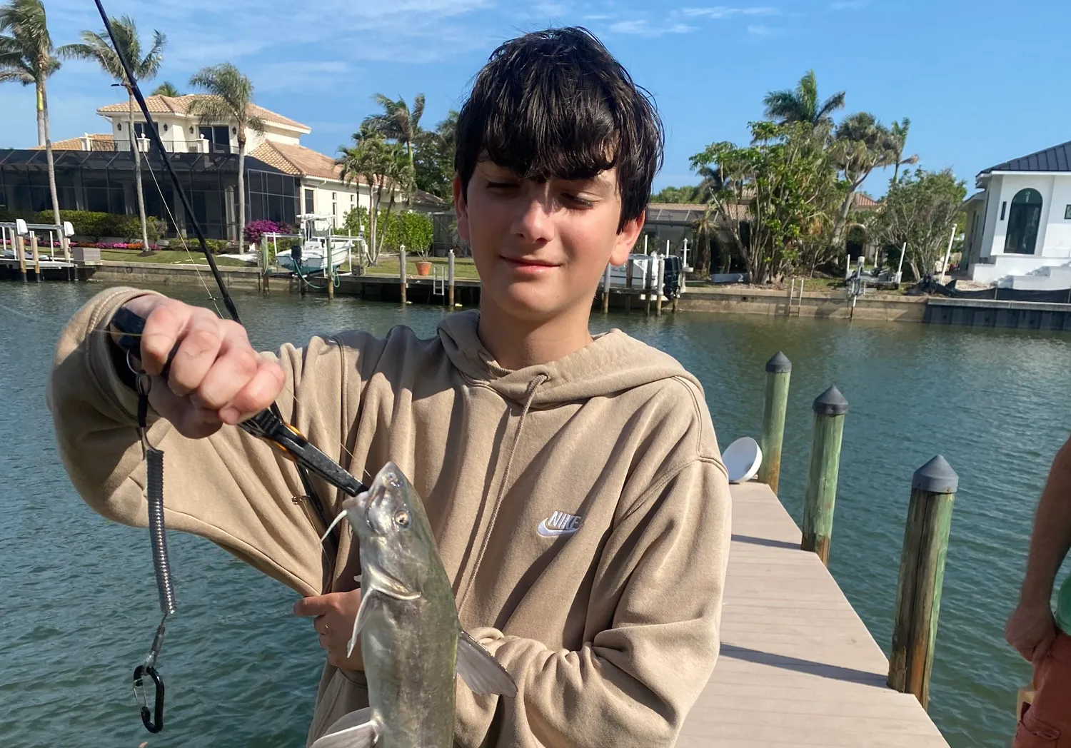 Hardhead sea catfish