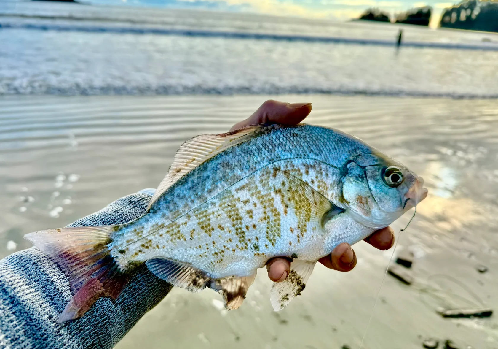 Calico surfperch