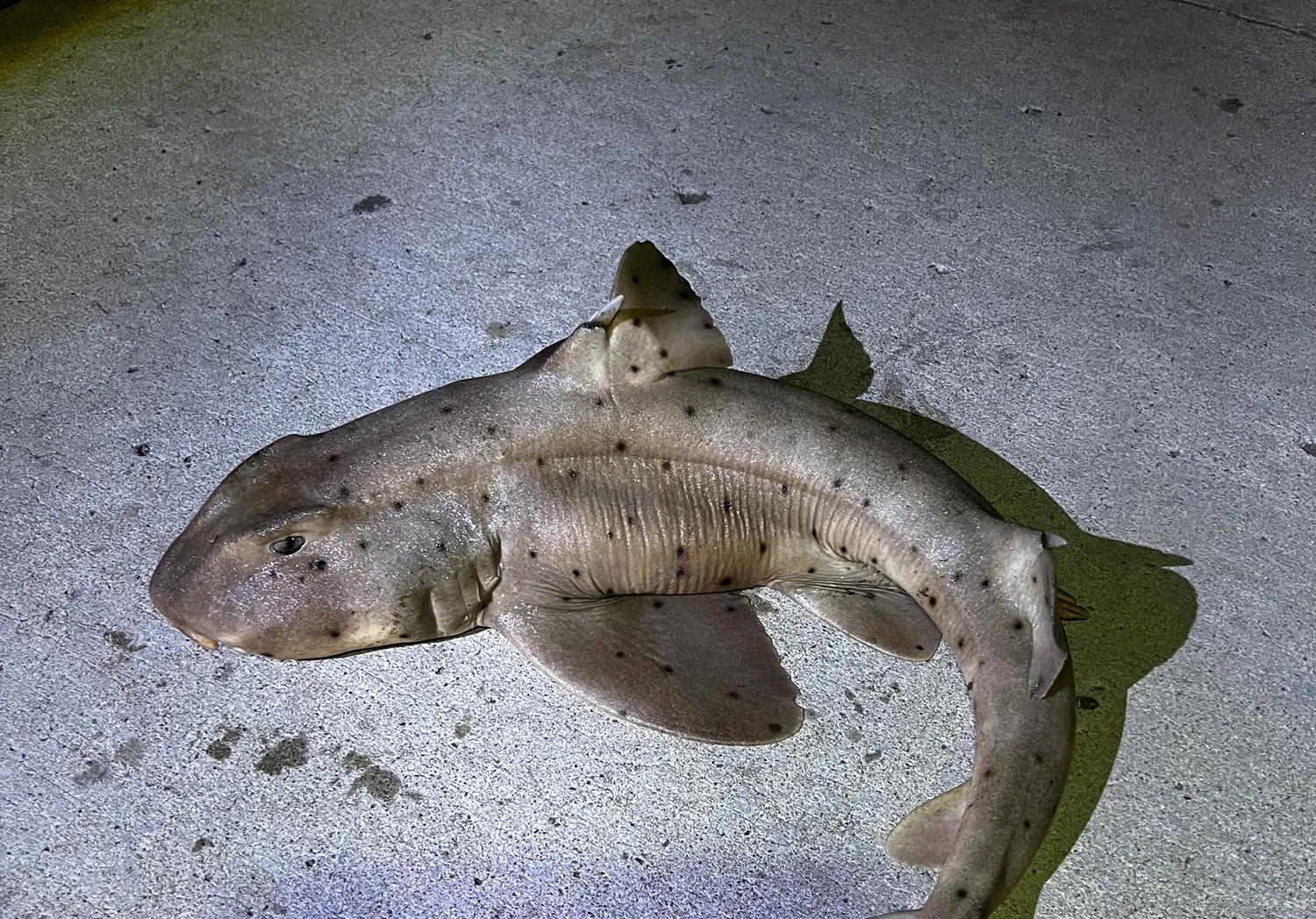 Horn shark