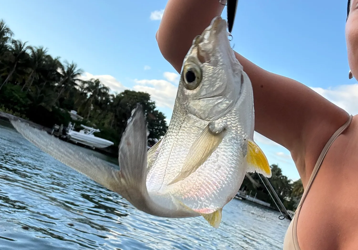 Yellowfin mojarra