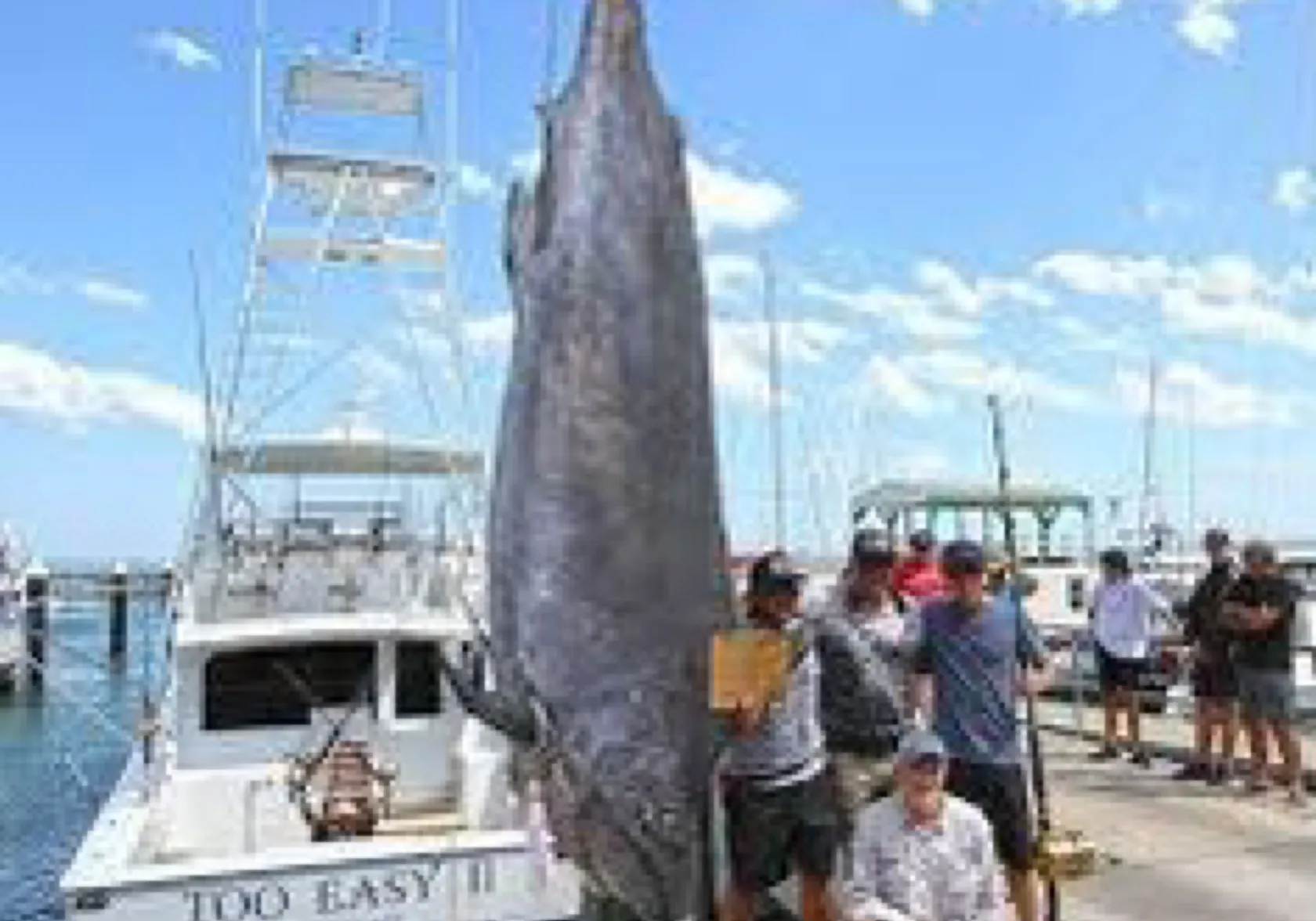 Indo-Pacific blue marlin