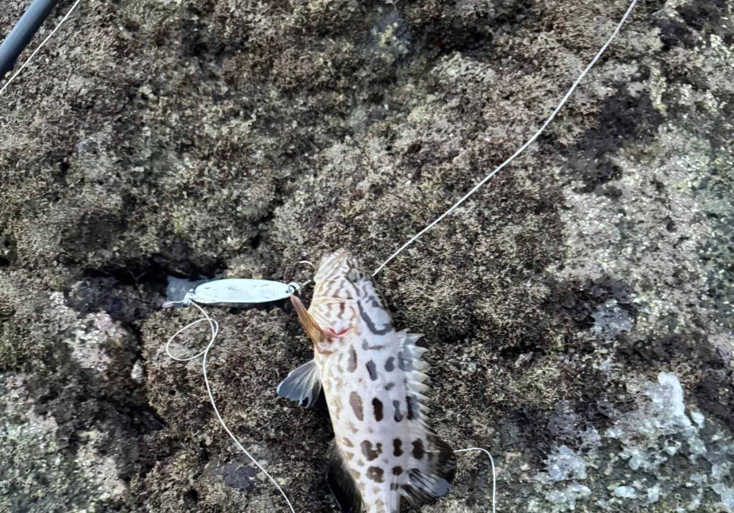 Broomtail grouper