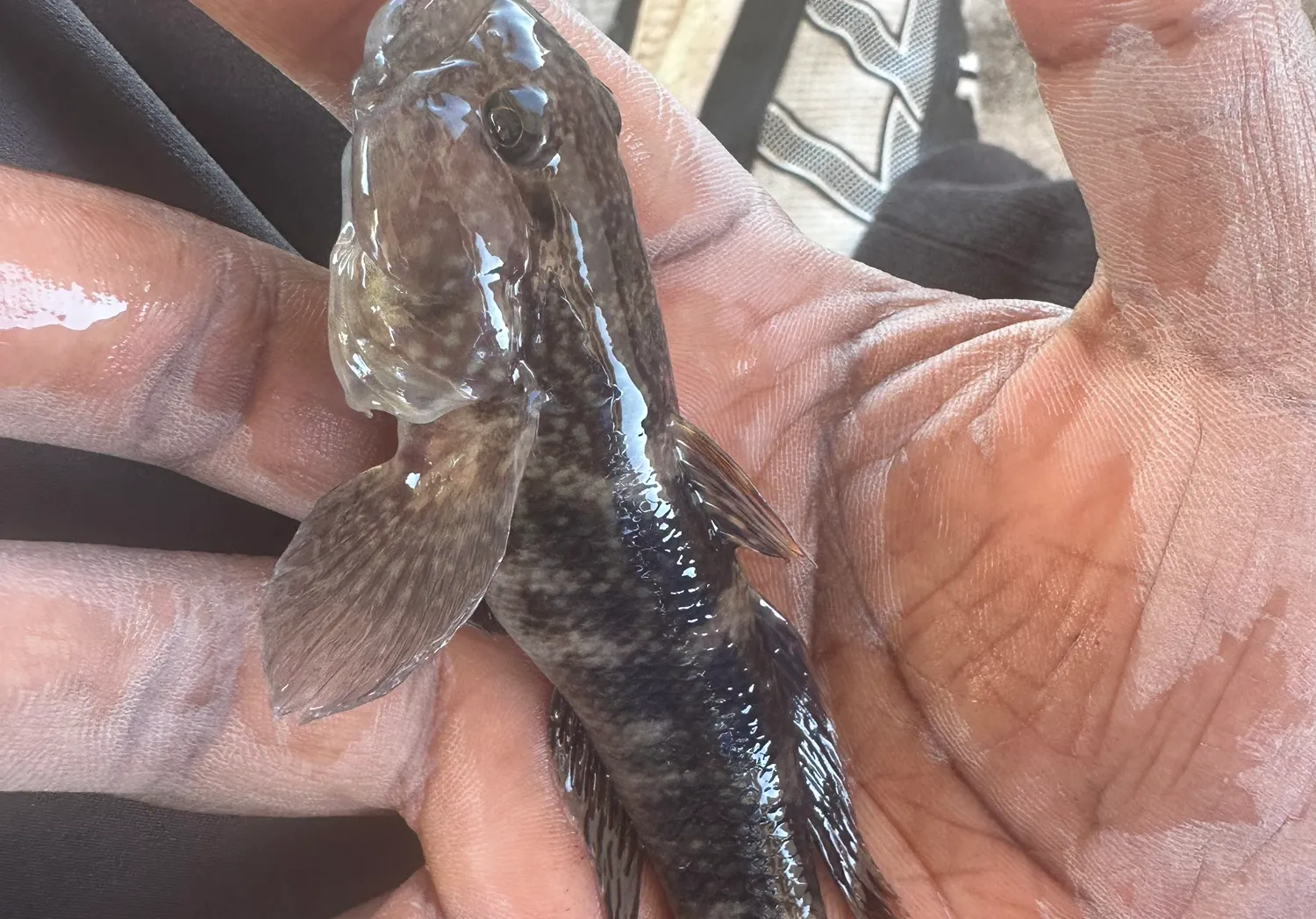 Black goby