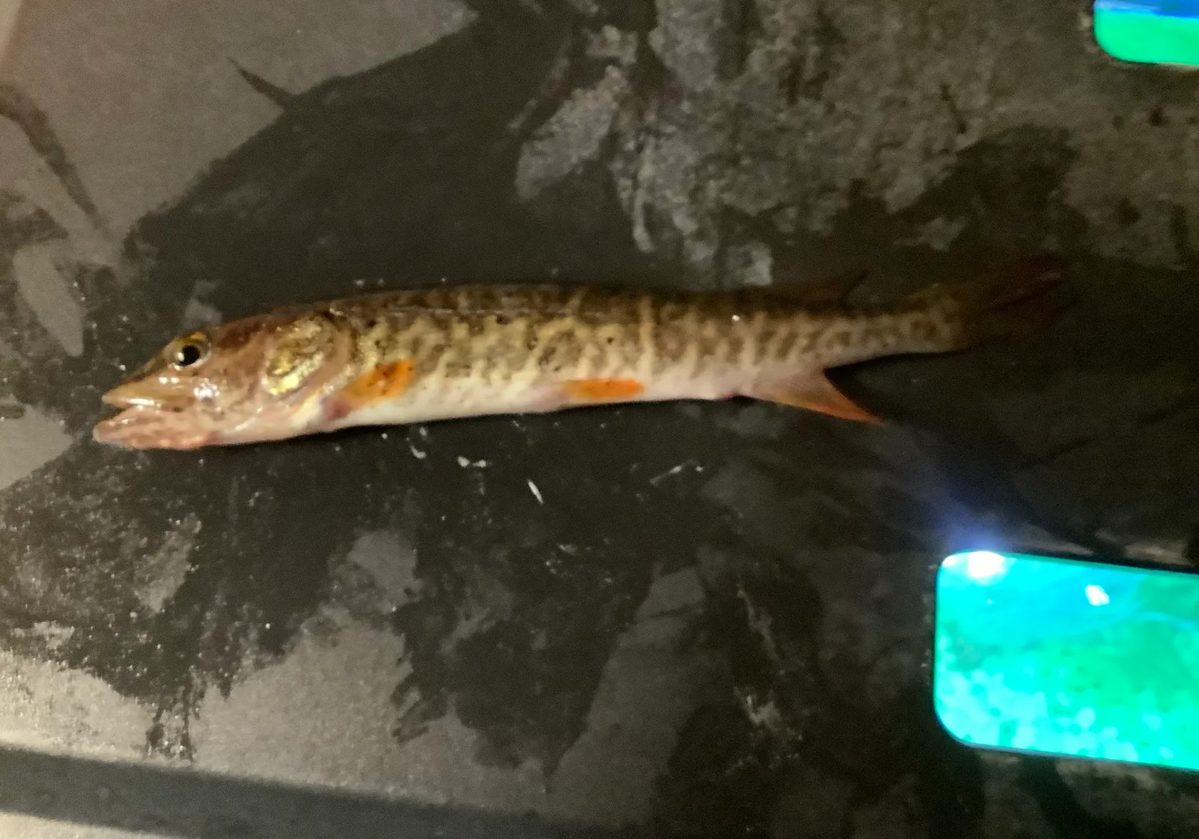 Redfin pickerel