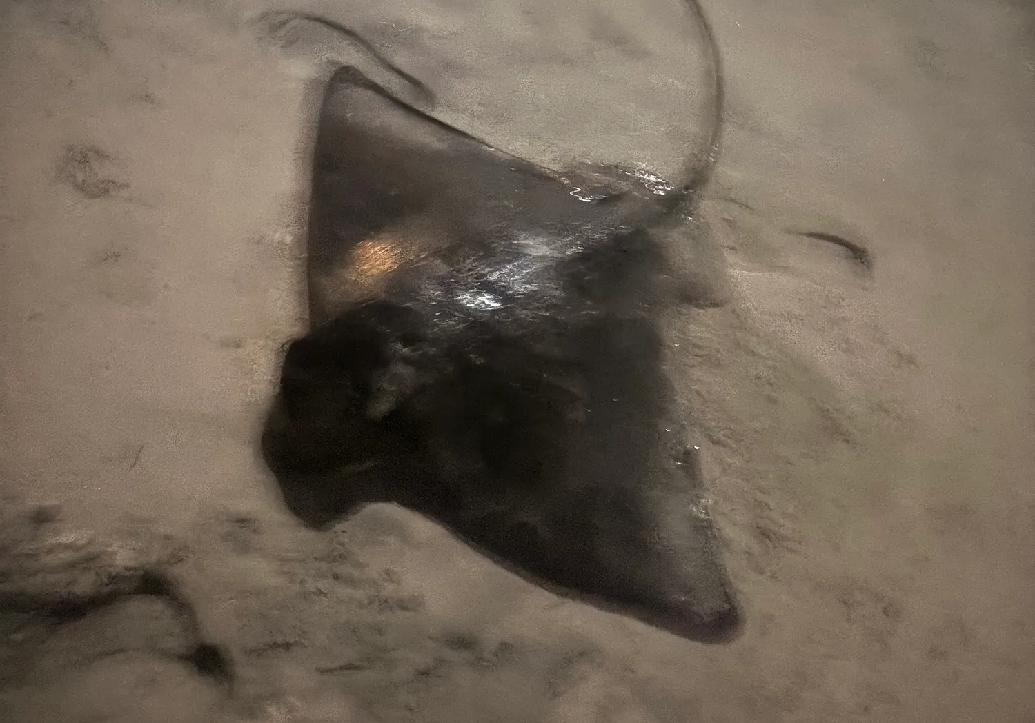 Bat eagle ray