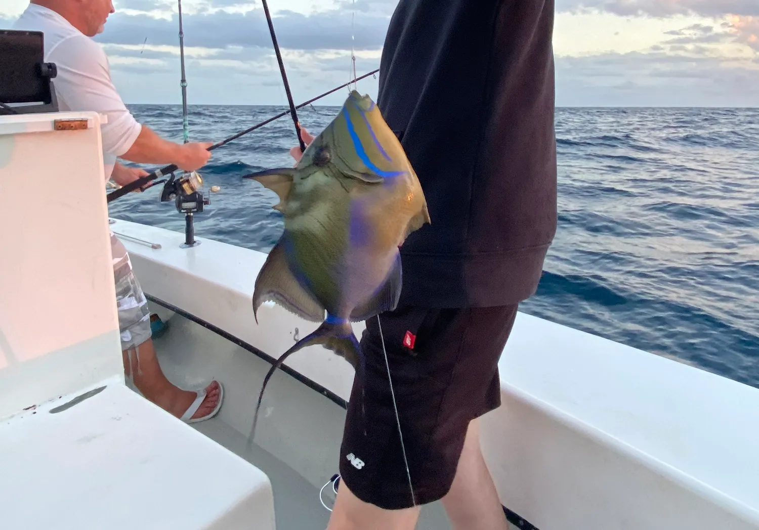 Queen triggerfish