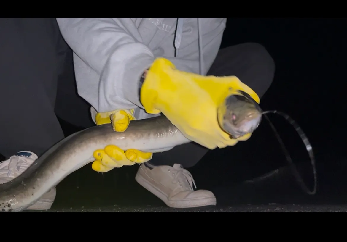 Speckled longfin eel