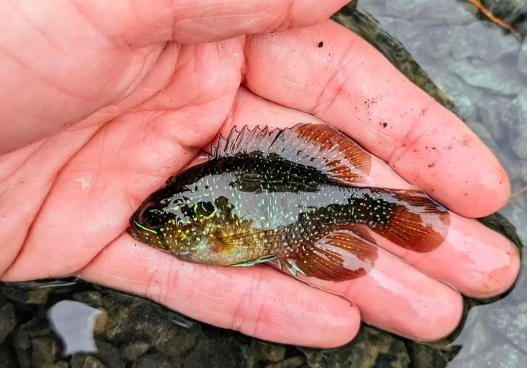 Banded Sunfish