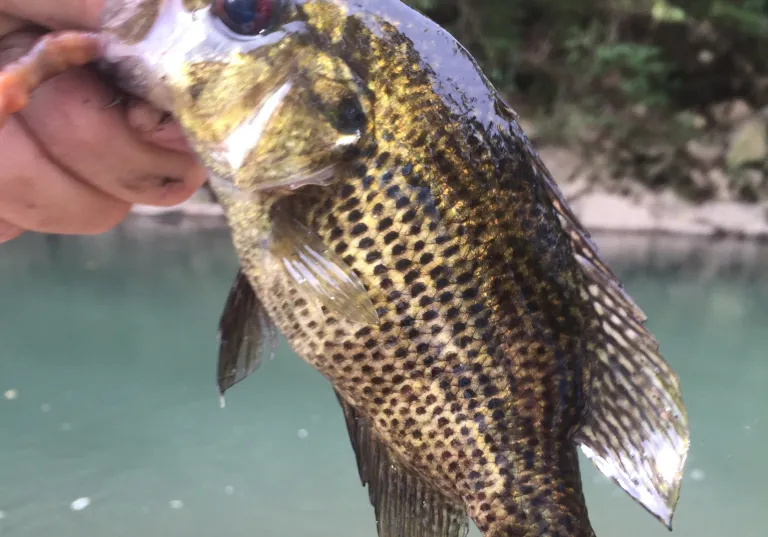 Ozark bass