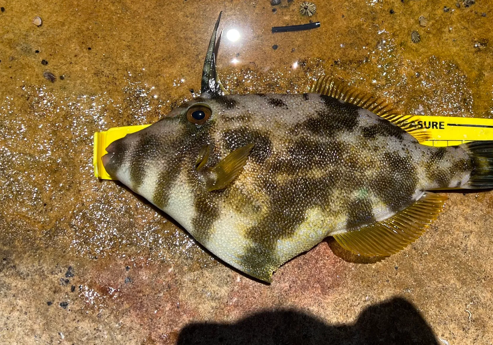 Rough Leatherjacket