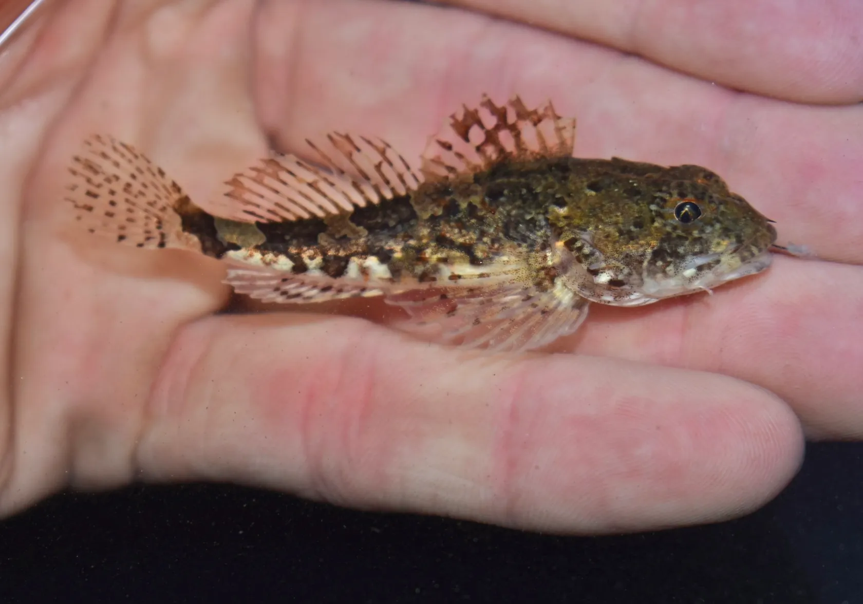 Grubby sculpin