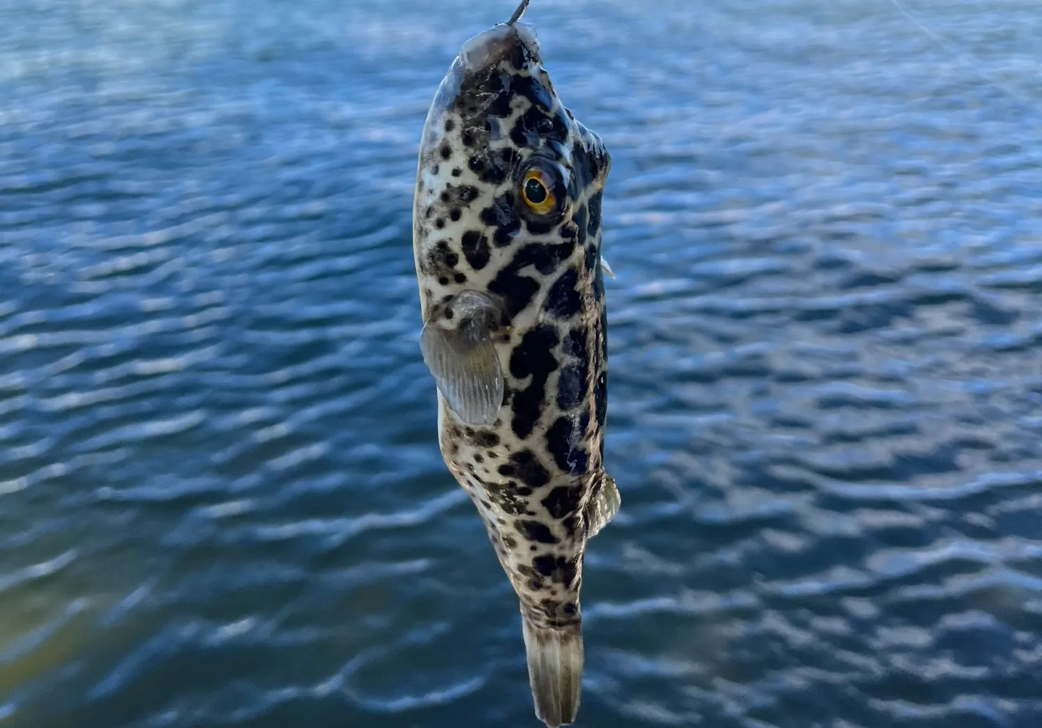 Spotted green pufferfish