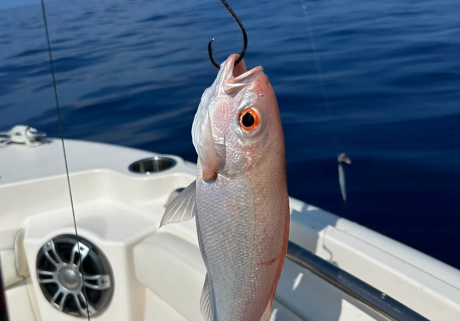 Vermilion snapper