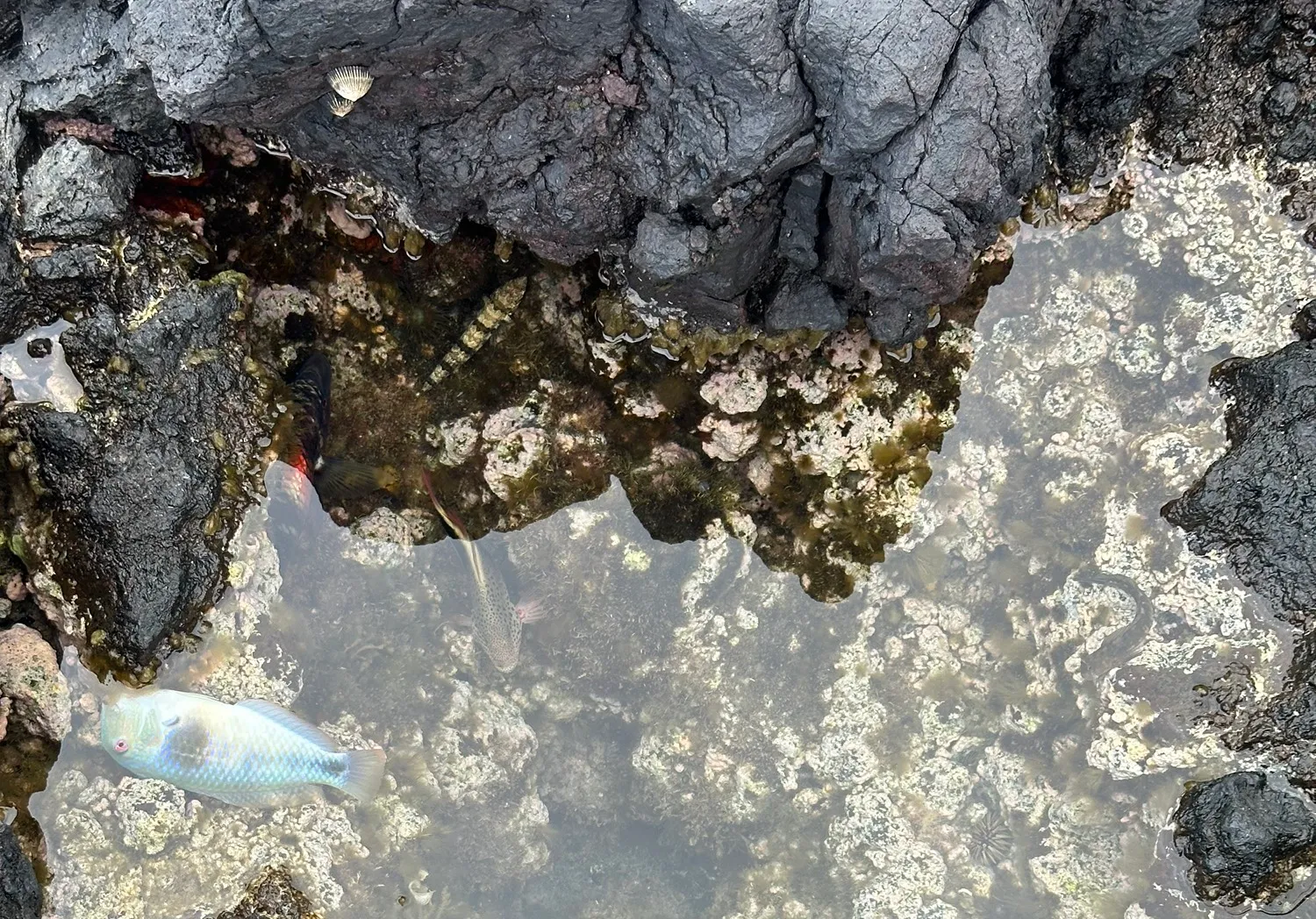 Peacock wrasse