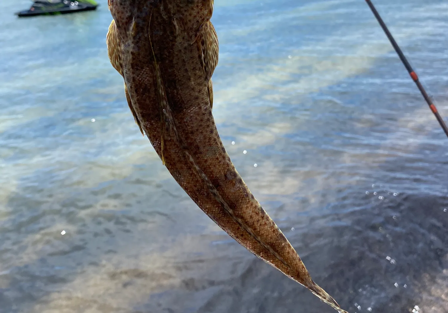 Blue-spotted flathead