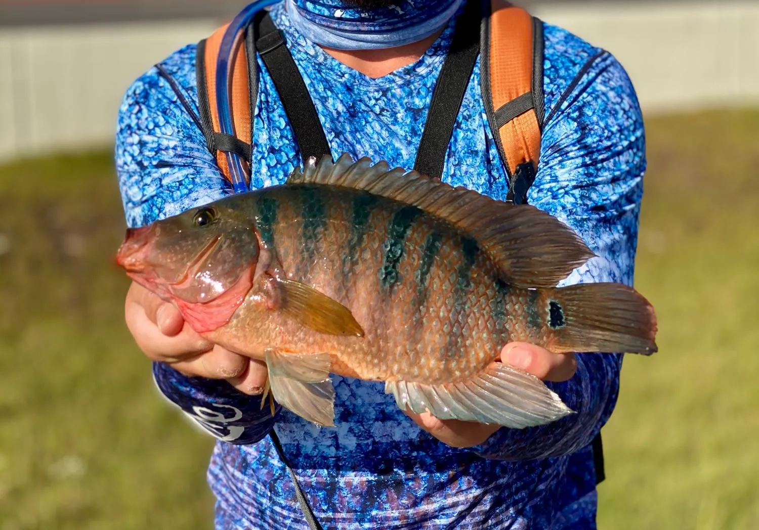 Mayan cichlid