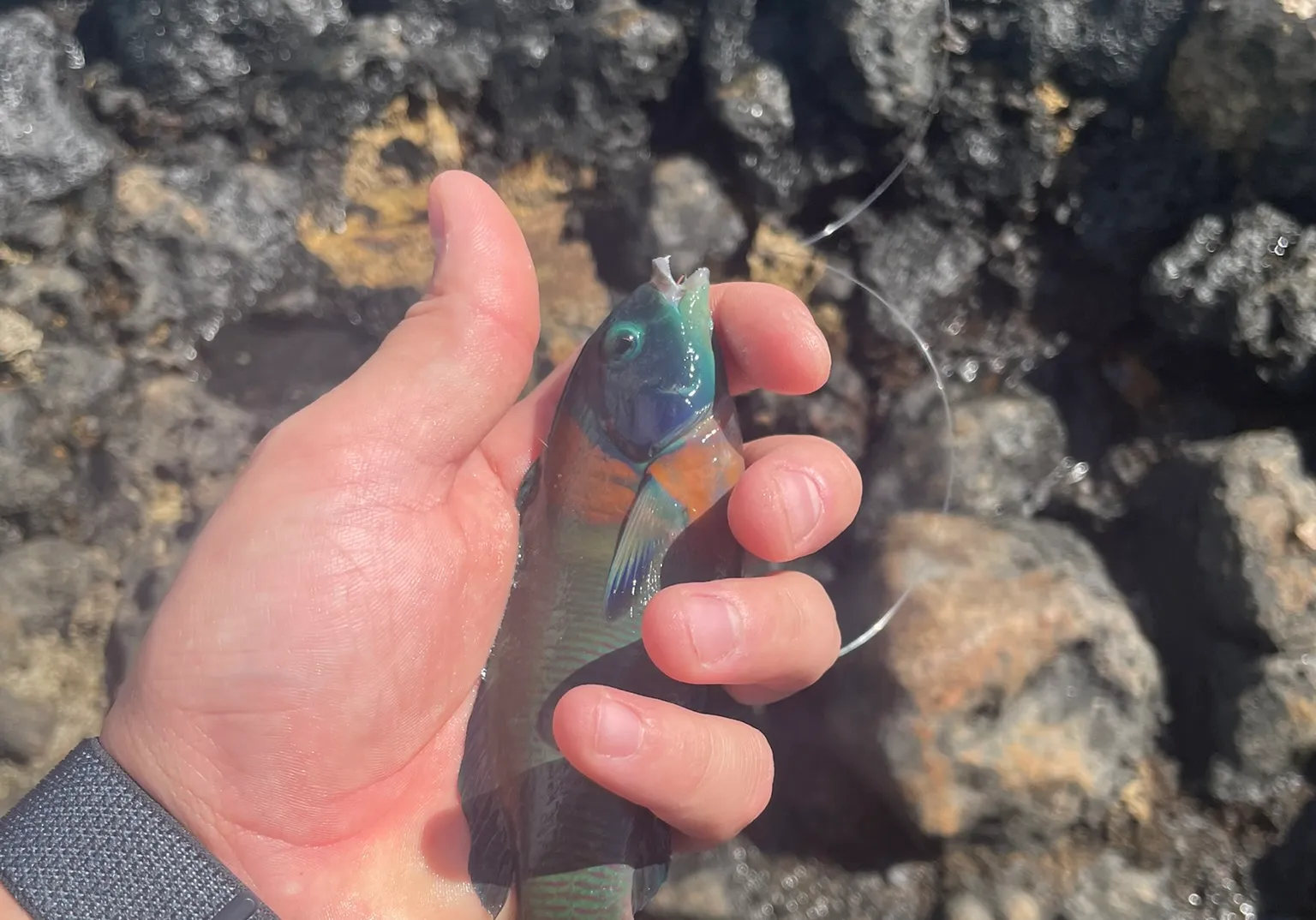 Saddle wrasse