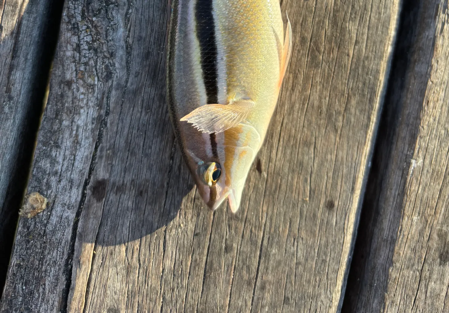 Striped whiptail