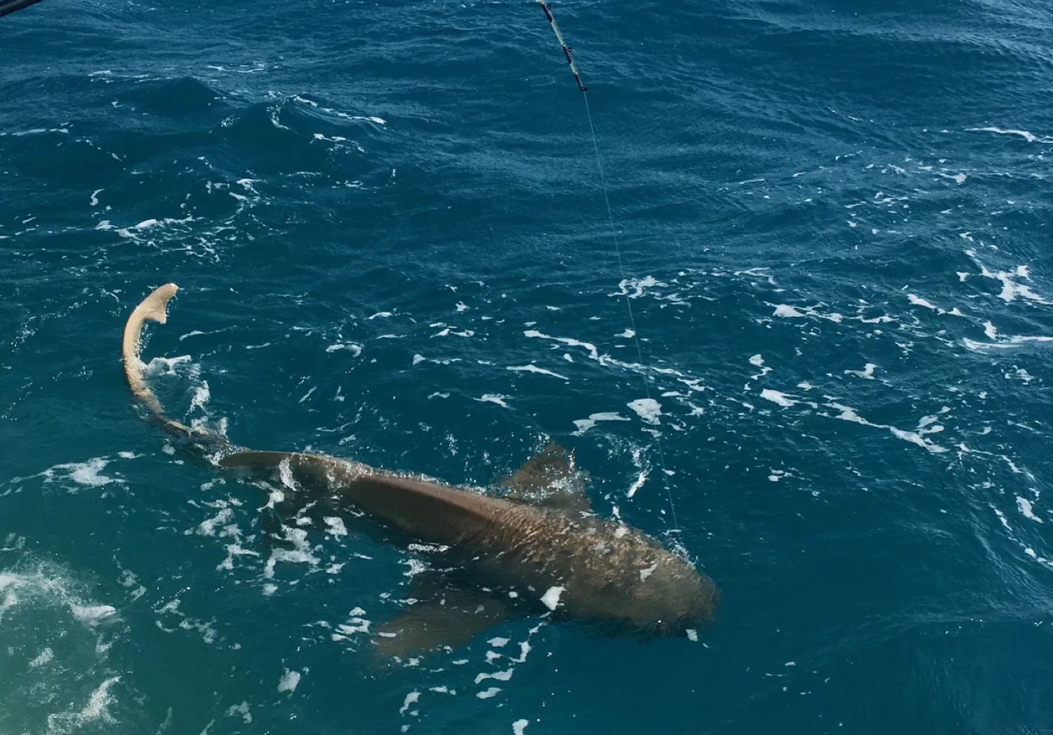 Nurse shark