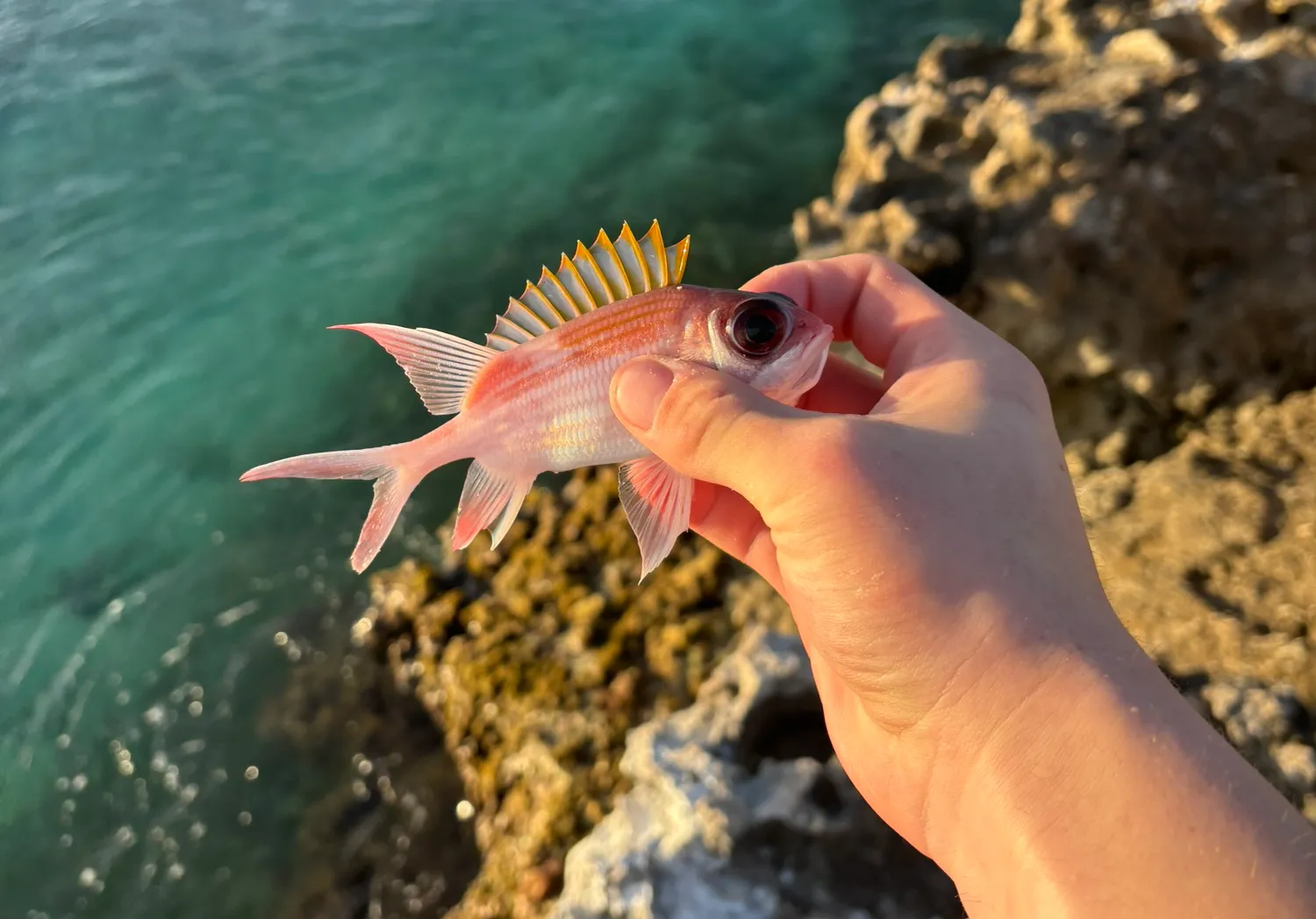 Squirrelfish